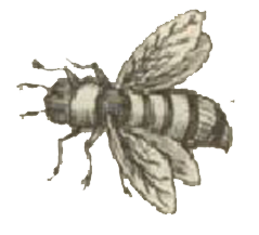 bee-drawing