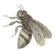 bee-drawing