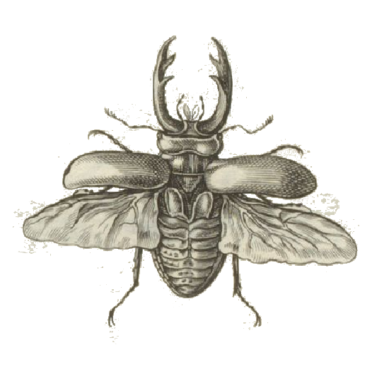 Gezeichneter fliegender Hirschkäfer