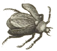 Gezeichneter fliegender Käfer