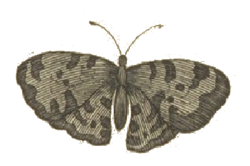 Gezeichneter Schmetterling