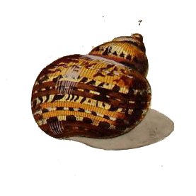 Gezeichnete Muschel