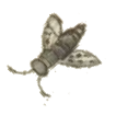 Gezeichnete Fliege