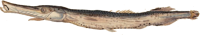 Gezeichneter länglicher Fisch