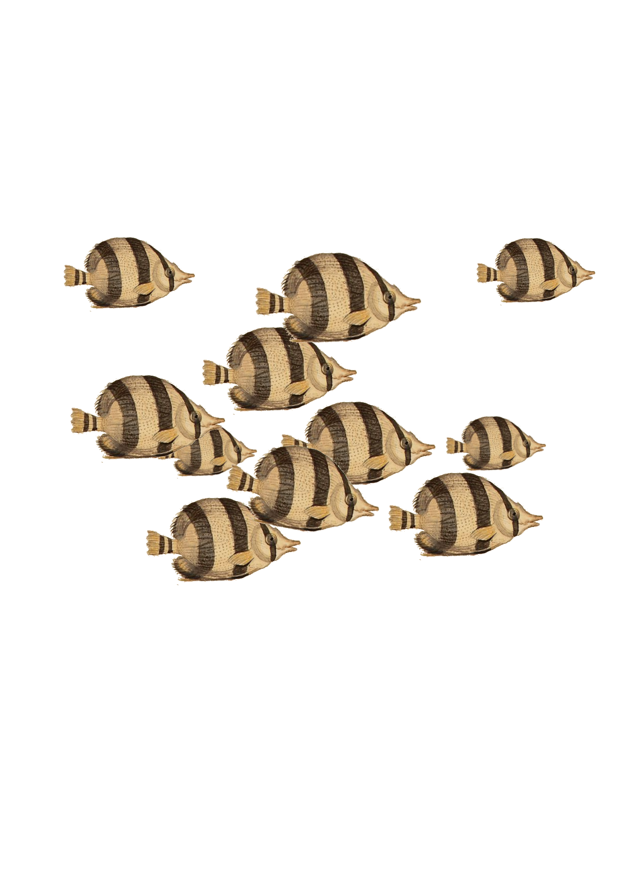 fisch-swarm-drawing