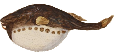 kugelfisch-zeichnung